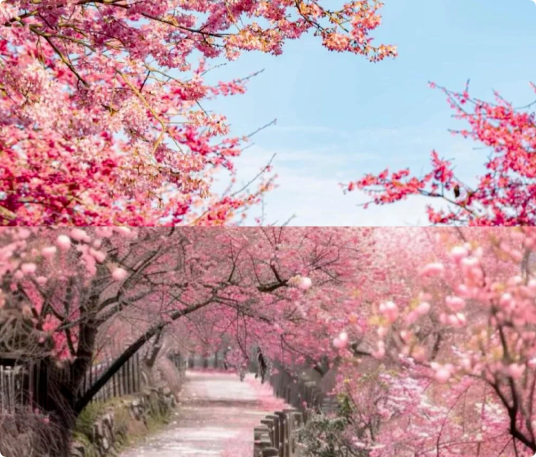 6个适合3月、4月赏花踏青旅游的旅行地推荐
